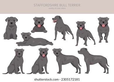 Staffordshire bull terrier. Different variaties of coat color bully dogs set.  Vector illustration svg