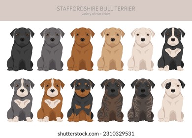 Staffordshire bull terrier puppy. Different variaties of coat color bully dogs set.  Vector illustration