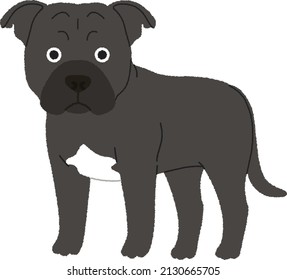 Staffordshire Bull Terrier is a stocky, muscular and unusually strong dog of small to medium size. It is always a family pet and companion dog.