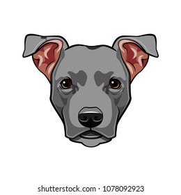 Staffordshire Terrier dog head. Dog breed. Dog portrait. Vector illustration