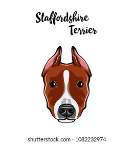 Staffordshire Terrier face. Dog head muzzle. Staffordshire terrier dog breed. Vector illustration.