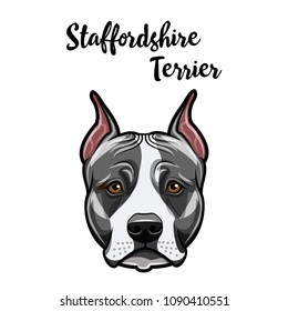 Staffordshire Terrier haed. Dog portrait. Staffordshire terrier face, muzzle. Dog breed. Vector ollustration.