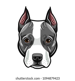 Staffordshire Terrier head. Dog portrait. Cute pet. Staffordshire terrier dog breed. Vector illustration.