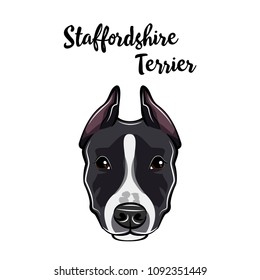 Staffordshire Terrier portrait. Dog head. Staffordshire Terrier breed. Vector illustration.