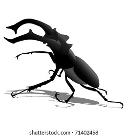 Stag Beetle