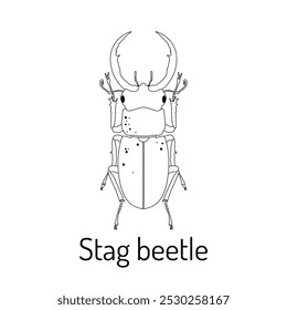 Stag beetle. Arthropod insects. Fauna coloring page. Graphic sketch of an isolated beetle with title. Vector illustration.