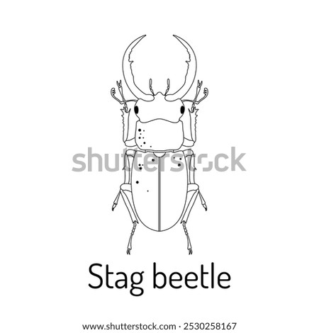 Stag beetle. Arthropod insects. Fauna coloring page. Graphic sketch of an isolated beetle with title. Vector illustration.