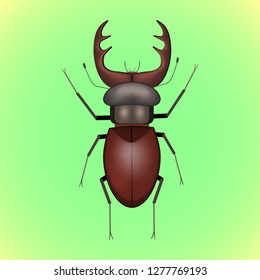 Stag beetle. Colorful vector drawing of big brown beetle with horns. Insect isolated on the green background
