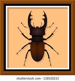Stag Beetle. Entomological exhibit - Stag Beetle in the frame. Vector illustration.