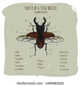 Stag beetle, hand draw sketch vector.