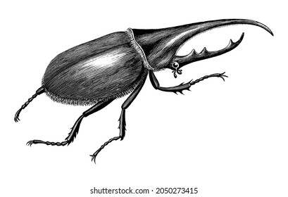 Stag Beetle Hand Draw Vintage Engraving Style Black And White Clipart Isolated On White Background