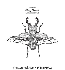 Stag beetle, hand drawn sketch vector.