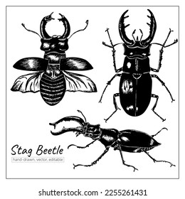 Stag beetle. Hand-drawn set of insects. Pen illustration of bugs.
