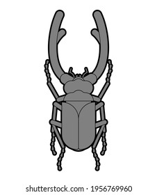 Stag beetle isolated. Beetle with large mandibles