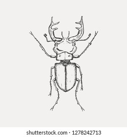 Stag beetle isolated on white background. Hand drawn sketch in vintage engraving style. Insect vector illustration