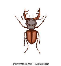 Stag beetle isolated on white background. Hand drawn color sketch in vintage engraving style. Insect vector illustration