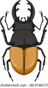 Escarabajo de Stag aislado en ilustración de fondo blanco