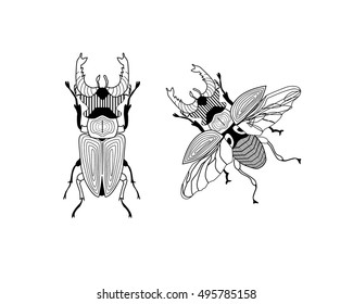 Stag beetle  isolated on white. Vector illustration, icon, t-shirt print