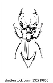 Stag beetle, the largest beetle
