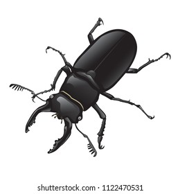 Stag beetle, Lucanus,  Lucanus_maculifemoratus vector