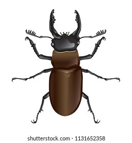 Stag beetle, Lucanus,  Lucanus maculifemoratus vector