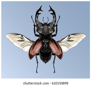 stag beetle with open wings flying, top view of symmetry, sketch vector graphics, colored drawing