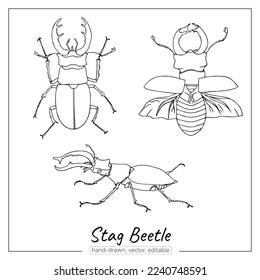 Stag beetle set. Linear insect for colouring books, zoology books, journals, magazines.