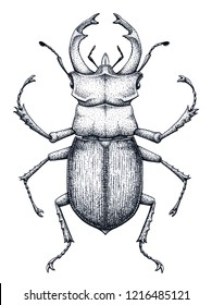 Stag beetle tattoo art. Lucanus cervus. Family Lucanidae.Dot work tattoo. Insect. Symbol of authority, strength, power and nobility.