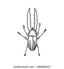 stag beetle vector doodle sketch isolated on white background