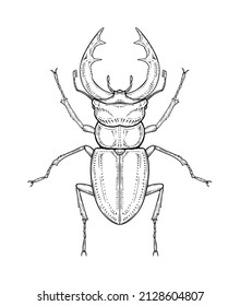 Stag beetle. Vector illustration in graphic style isolated on white background.