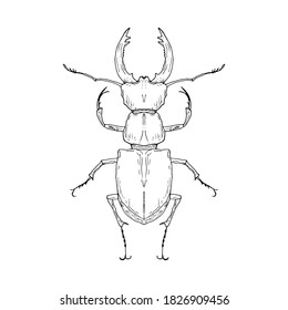 Stag beetle. Vector illustration. Isolated. Hand-drawn style.