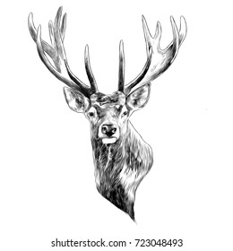 stag deer head sketch vector graphics monochrome black-and-white drawing