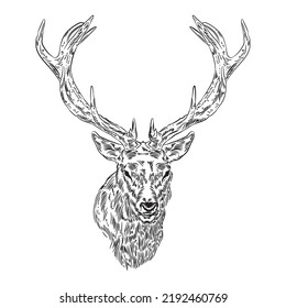 Stag head vector illustration in hand drawn style, perfect for tshirt design and conservation logo design