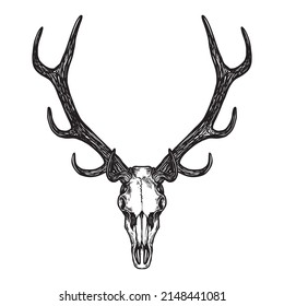 Stag Skull Vector Hand Drawn Illustration 