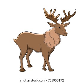 Stag Vector Illustration