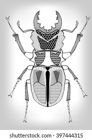 Stag-beetle, black and white drawing of beetle decorated with patterns.  Symmetric drawing, isolated insect on gray gradient background, useful as decoration, tattoo template, emblem