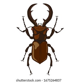 Stag-beetle isolate on white background.Vector graphics.