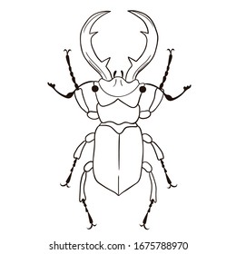 Stag-beetle isolate on white background.Vector graphics.