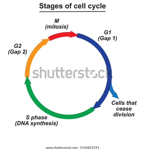 stage of cell cycle is process through which
cells replicate and make two new cells, events that takes place in
a cell as it grows and divides ,interphase, mitosis ,replicates its
chromosomes division