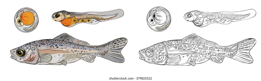 stage development of fish vector image