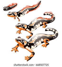 The stage of development of the Kaiser's spotted newt or Neurergus kaiseri isolated on a white background. Cartoon vector close-up illustration.