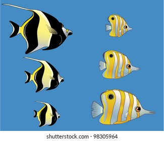 Stage of development from small to adult fish vector