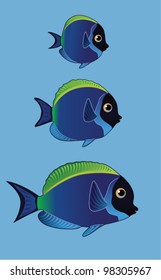 Stage of development from small to adult fish vector