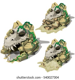 The stage of digging up the fossil skull of ancient animal. Archaeological discovery of skull of ancient predator with stones and sand. The remains of prehistoric animals isolated on white. Vector.
