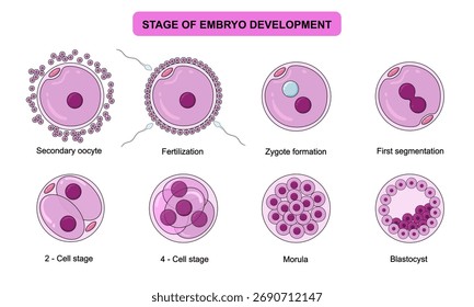 Ilustración de la etapa de desarrollo embrionario, Inseminación y fecundación. Sistema reproductivo sexual humano y embarazo, ilustración de Vector para póster médico, clínica, laboratorio y educación.