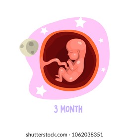 Stage of fetal development. Human anatomy. 3rd month of pregnancy. Vector element for infographic, medical poster or brochure