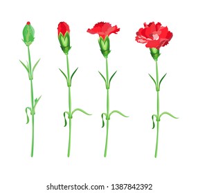 Stage of flowering red carnations on a transparent background. Vector isolated objects.
