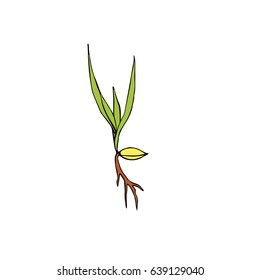stage of grain growth, illustration, vector, wheat