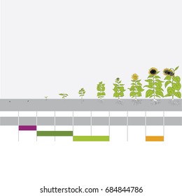 stage of grain growth, illustration, vector, sunflower seeds, sunflower