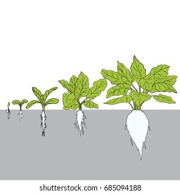 stage of grain growth, illustration, vector, Sugar beet